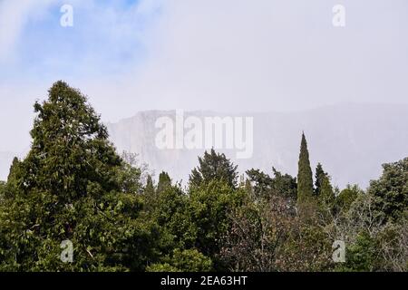 mountain range in the clouds is barely visible behind the trees Stock Photo