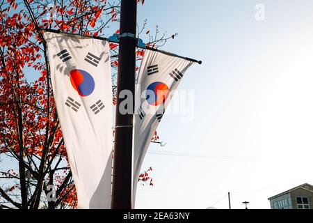 Korean national flag Taegeukgi with autumn maple in Miryang, Korea Stock Photo