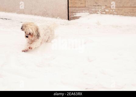 07 February 2021, North Rhine-Westphalia, Münster: A small dog with white fur jumps through the snow. Up to 30 centimetres of snow had fallen in East Westphalia and Münsterland in the night to Sunday within a few hours. Photo: Ute Friederike Schernau/dpa Stock Photo