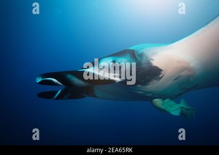 Close big huge manta ray swim deep underwater over blue background Stock Photo
