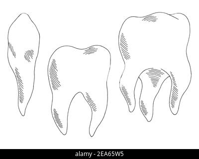 Tooth set graphic black white isolated sketch illustration vector Stock Vector
