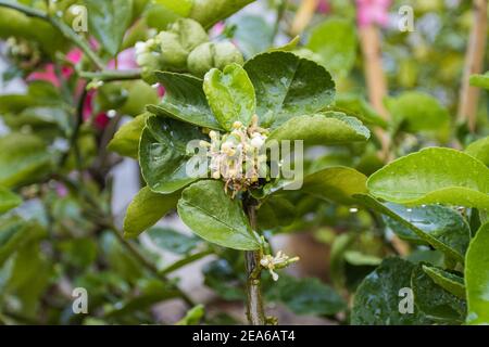 Lemon blossom flower with green leaves on branches on tree concept lemon blossoms and sour lime plant Stock Photo