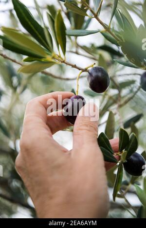 Picking olives, Island of Iz, Zadar archipelago, Dalmatia, Croatia Stock Photo
