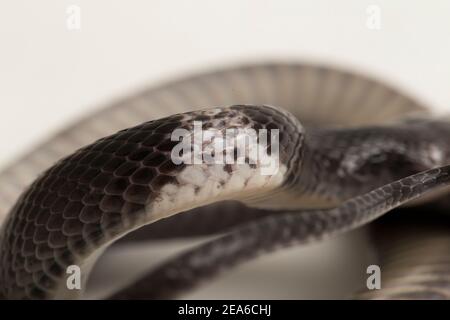 white-banded wolf snake or Malayan banded wolf snake (Lycodon subcinctus) on white background Stock Photo