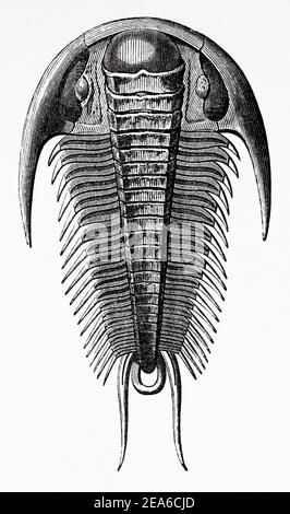 Old Nineteenth century illustration. Trilobite Fossil paradoxidos. Old 19th century engraved illustration from El Mundo Ilustrado 1879 Stock Photo