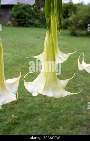 White angels trumpets or trumpet flowers hanging in the garden Stock Photo