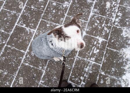 A Border Collie dog on the leash, looking at the camera, covered in snow Stock Photo