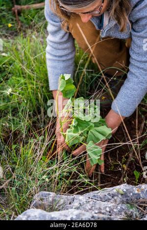 Gardener planting soil enriching  mallow plant, Organic farm, Island of Iz, Zadar archipelago, Dalmatia, Croatia Stock Photo