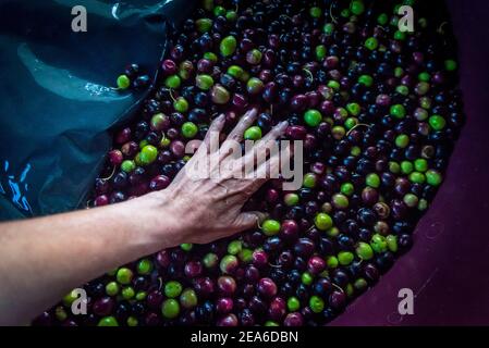 Freshly picked olives. Island of Iz, Zadar archipelago, Dalmatia, Croatia Stock Photo