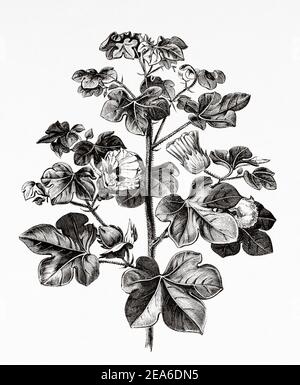 Cotton plant (Gossypium barbadense) Old 19th century engraved illustration from El Mundo Ilustrado 1879 Stock Photo