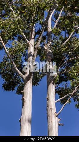 Looking up at two Flooded Gum trees (eucalyptus grandis) symmetrical against a sunny blue sky in Australian sub-tropical rainforest (Queensland). Stock Photo