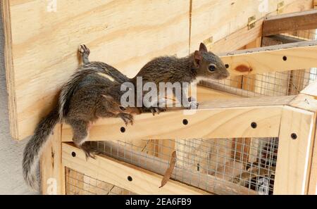 A pair of eastern gray squirrel kits (Sciurus carolinensis), perched on box cage, Springfield, Georgia  Kingdom: Animalia Phylum: Chordata Class: Mamm Stock Photo