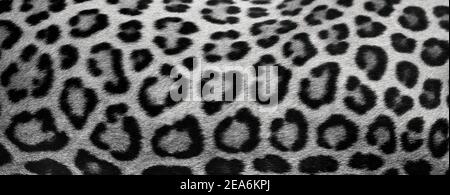 Beautiful texture of real leopard skin, Fur Close-up. natural background with Copy Space for Text. Stock Photo