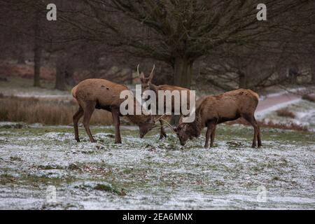 London, UK. 08th Feb, 2021. Red Stag Deer clash antlers between snow showers during a bitterly cold winters day in Richmond Park as Storm Darcy blows across England sending temperatures as low as -9C in some parts of the country.  08th February 2021, Richmond upon Thames, Southwest London, England, United Kingdom Credit: Clickpics/Alamy Live News Stock Photo
