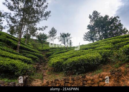 Beautiful lush green tea plantation field in the mountain area, hill county of Sri Lanka. Near Adams Peak Stock Photo