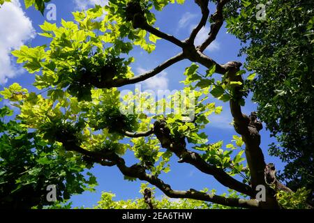 Old plane tree with green leaves on a sunny day, seen from a worm's eye view against the sky. Stock Photo
