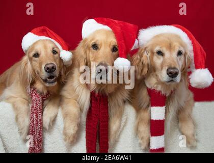 Three golden retriever dogs dressed in Santa hats Stock Photo
