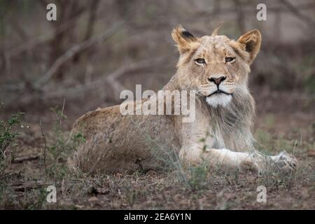 Lion cub, Panthero leo, Kruger National Park, South Africa Stock Photo