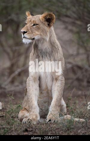 Lion cub, Panthero leo, Kruger National Park, South Africa Stock Photo