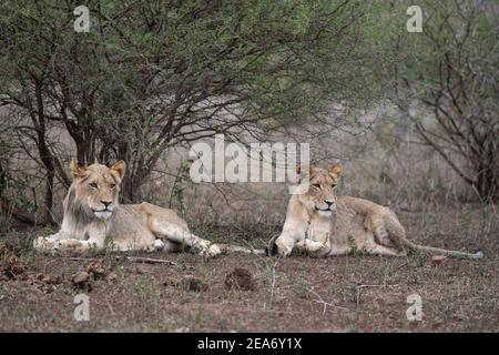 Lion cubs, Panthero leo, Kruger National Park, South Africa Stock Photo