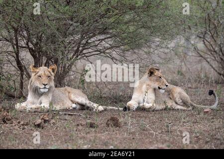Lion cubs, Panthero leo, Kruger National Park, South Africa Stock Photo