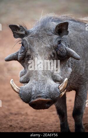 Male warthog, Phacochoerus africanus, Kruger National Park, South Africa Stock Photo