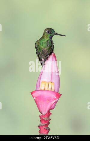 Empress Brilliant hummingbird, Heliodoxa imperatrix, adult male perched on tropical flower, Tandayapa, Ecuador, 28 October 2013 Stock Photo