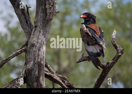 Bateleur eagle, Terathopius ecaudatus, Kruger National Park, South Africa Stock Photo