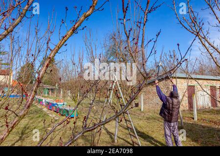 Elderly farmer, gardener is pruning branches of fruit trees using long loppers in orchard at early springtime, near bee colony, apiary. Stock Photo