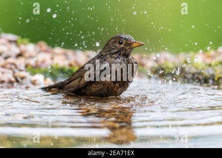 Blackbird, Turdus merula; Female; Bathing; UK Stock Photo