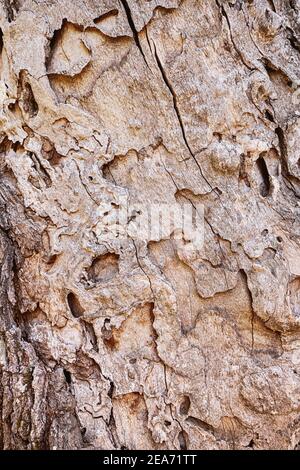 Background and texture of pitted and cracked wood close-up Stock Photo