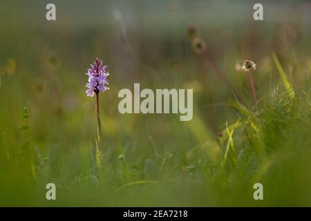 Common Spotted Orchid; Dactylorhiza fuchsii; Flower; UK Stock Photo