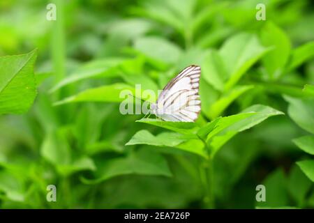 Brown veined white butterfly Stock Photo
