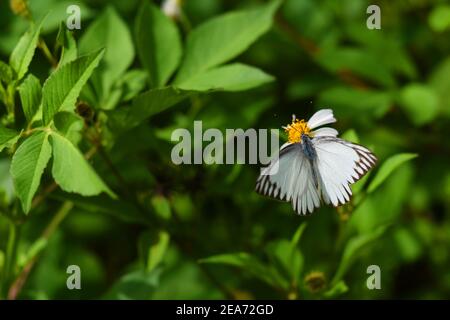 Brown veined white butterfly Stock Photo