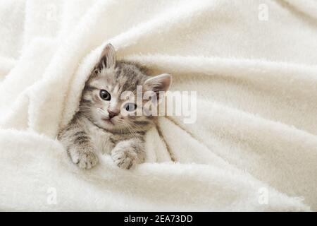 Cute tabby kitten lies on white soft blanket. Cat rest napping on bed. Comfortable pet sleeping in cozy home. Top view with copy space Stock Photo