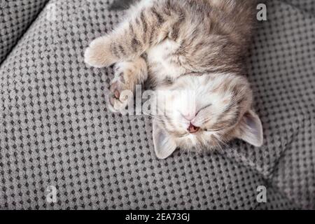 Cute tabby kitten lies on gray soft sofa blanket upside down. Cat rest napping on bed. Comfortable pet sleeping in cozy home. Top view with copy space Stock Photo