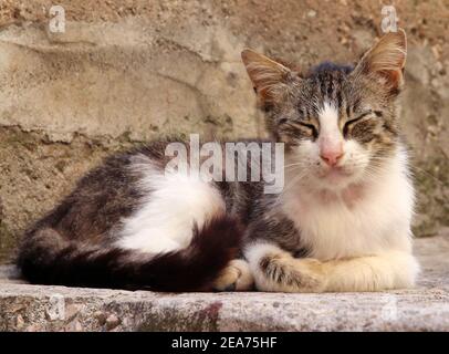 small stray kitten cat grey and white, very skinny, feral Stock Photo