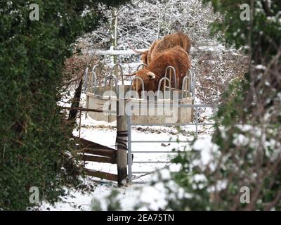 Sheerness, Kent, UK. 8th February, 2021. UK Weather: a small group of highland cattle seen enjoying the snow in Sheerness, Kent as the 'Beast from the East II' hits the South East. Credit: James Bell/Alamy Live News Stock Photo