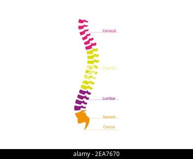 Vector illustration. Human spine, natomy backbone icon Stock Vector