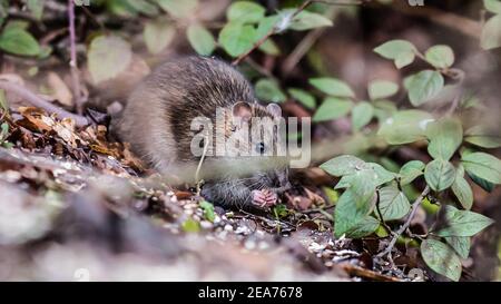 Water Rat appears from undergrowth, scavenging for left over food from feeding the ducks Stock Photo