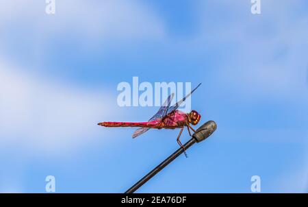 Closeup shot of a Dragonfly on a car antenna Stock Photo