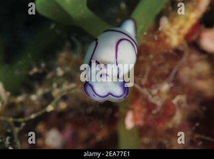 Haminoea cyanomarginata, sea snails. Stock Photo