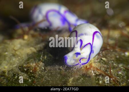 Haminoea cyanomarginata, sea snails. Stock Photo