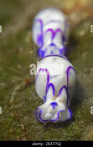 Haminoea cyanomarginata, sea snails. Stock Photo