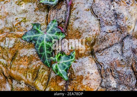 Common Ivy on tree trunk - wet Hedera helix leaves - common ivy leaf - English ivy  European ivy - flowering plant Stock Photo