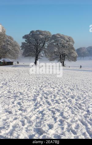 People enjoy the winter snow in the shadow of two majestic snow covered trees (Graves Park, Sheffield, UK) Stock Photo