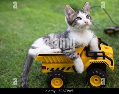Cute gray - white kitten is sitting in back of toy dump truck on control panel. Games with children, furry friend. Playful pet, happy childhood. Stock Photo