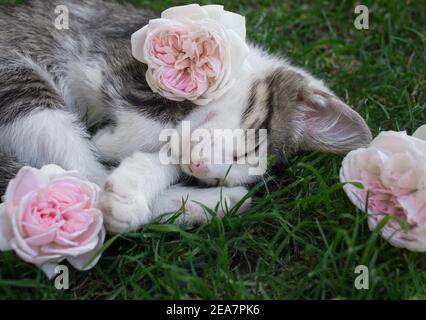 Cute gray - white kitten funny twisting sleeps on the grass. Near him lies three roses. Good sweet dream, cat's childhood. close up. Stock Photo