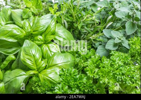 Fresh mediterranean herbs leaves. Basil, marjoram, parsley, rosemary. Food background Stock Photo