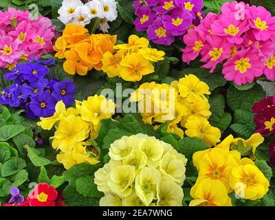 Primula flowers. Floral background. Colorful fresh spring primroses Stock Photo